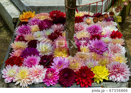 花手水の写真素材