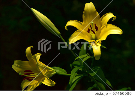 百合の花の写真素材