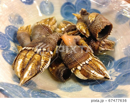 高知 甲殻類 岩場 亀の手の写真素材