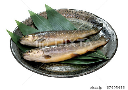 イワナ 川魚 岩魚の写真素材