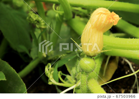 かぼちゃの成長過程の写真素材
