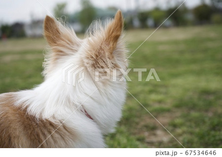 チワワ 犬 犬の後姿 動物の写真素材
