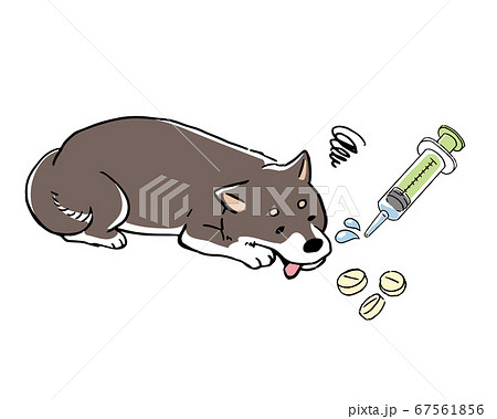 犬 柴犬 病気 震えるのイラスト素材