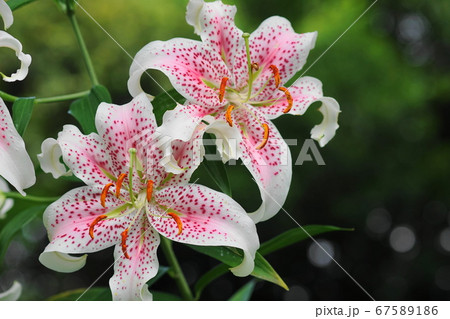 めしべ おしべ ゆり ユリの写真素材