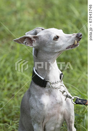 イタリア犬の写真素材