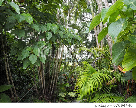 宮古島 ハイキング 熱帯雨林 植物の写真素材
