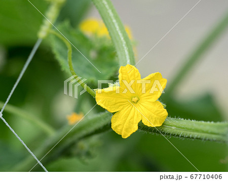 雄花 花 キュウリ 胡瓜の写真素材