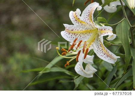 ユリの花粉の写真素材