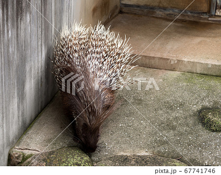 アメリカヤマアラシ科の写真素材