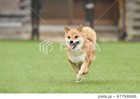 子犬 柴犬 白柴 動物の写真素材