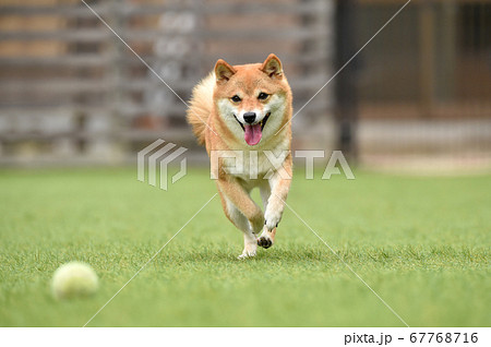 秋田犬の写真素材