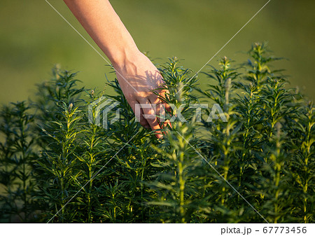 女の子 野の花 草原 草花畑の写真素材