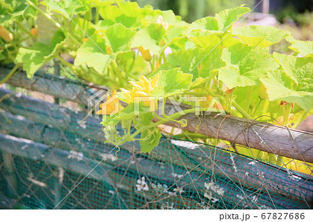 カボチャ ツル 植物 葉の写真素材