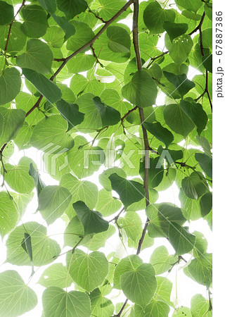 セイヨウボダイジュ リンデンバウム 西洋菩提樹の写真素材