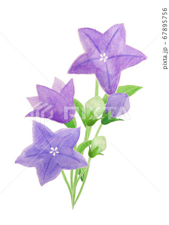 桔梗 植物 花 水彩画のイラスト素材 - PIXTA