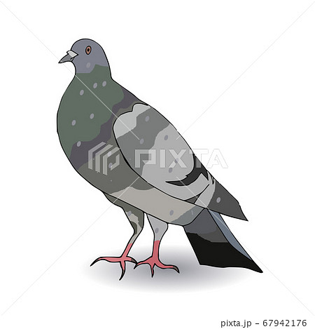illustration drawing cartoon pigeon crazy Illustrations - PIXTA