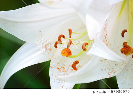 ユリ 白百合 花粉 受粉の写真素材