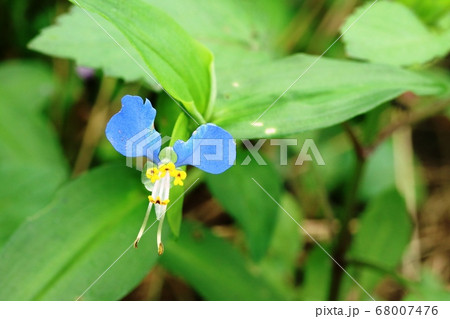 ホタルグサの写真素材