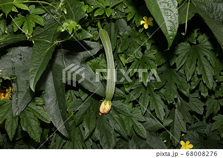 葉 植物 ヘチマの写真素材