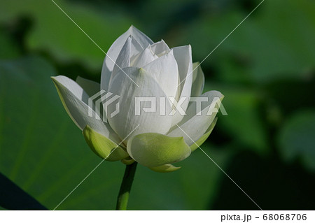白蓮 花の写真素材 白蓮 花の写真素材