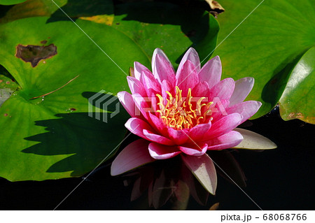 ハスの葉の形の写真素材 - PIXTA