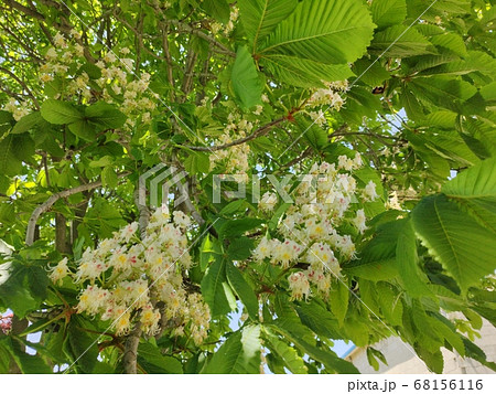 マロニエ 花の写真素材