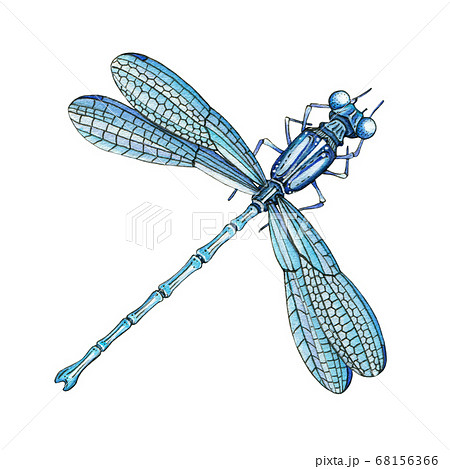 昆虫 トンボ 池 背景のイラスト素材 昆虫 トンボ 池 背景のイラスト素材