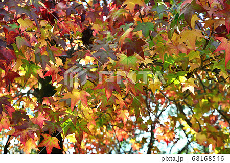 鈴掛の木 紅葉 プラタナスの写真素材