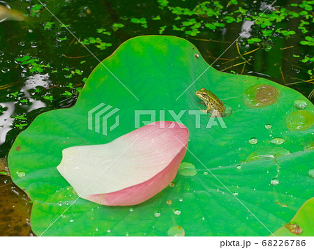 ハスの花とカエルの写真素材