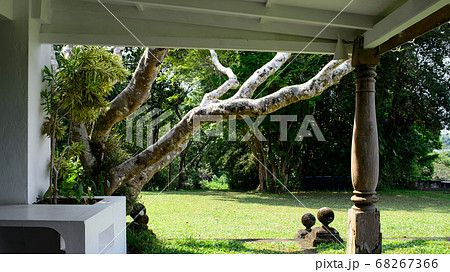 庭 植物 ホテル 南国の写真素材