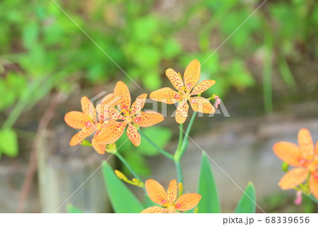 祇園祭の花 檜扇 祇園祭 ひおうぎの写真素材