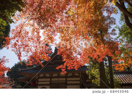 紅葉 秋 昼 赤山禅院の写真素材