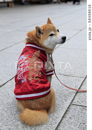 スカジャン 犬の写真素材