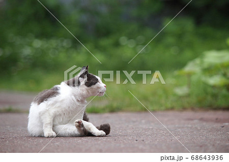 猫 ネコ 座る 横向きの写真素材