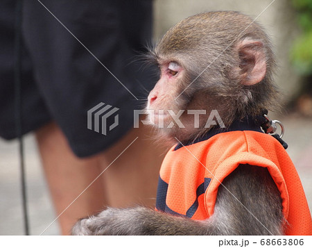 猿の耳の写真素材