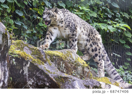 ユキヒョウ 肉食動物 絶滅危惧種 多摩動物公園の写真素材