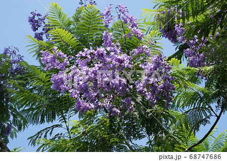 熱帯花木の写真素材