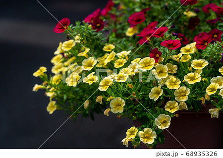 寄せ植え 花 夏 黄色い花の写真素材