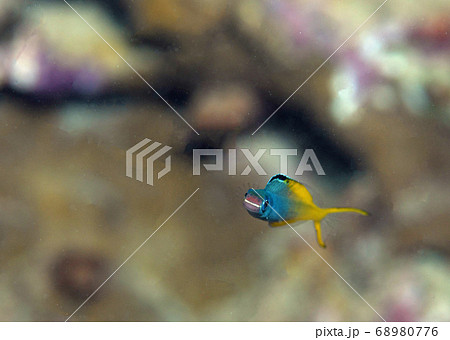 たらこ唇の写真素材