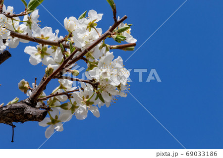 すももの花の写真素材