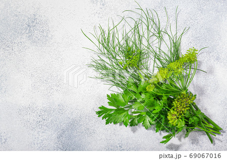 ディル イノンド セリ科 せりの写真素材