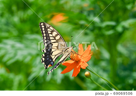 蝶 ちょうちょ の写真素材集 ピクスタ