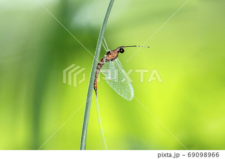 かげろう 羽の写真素材