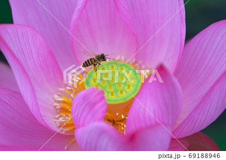 ベスト ミツバチ 花粉団子 作り方 2343 ミツバチ 花粉団子 作り方