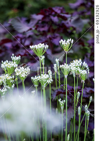 シソの紫を背景に咲く白いニラに花の写真素材