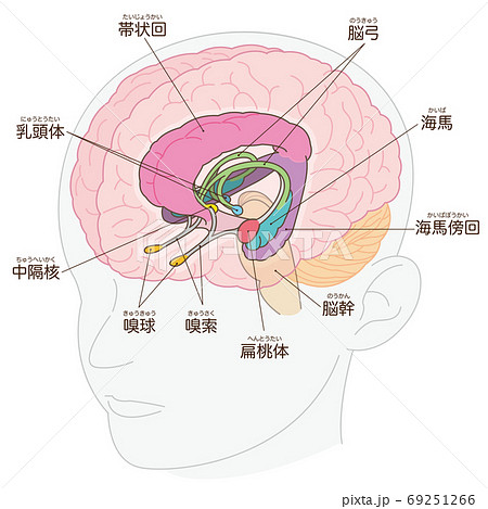 脳科学の写真素材