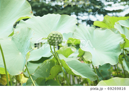 気持ち悪い花の写真素材