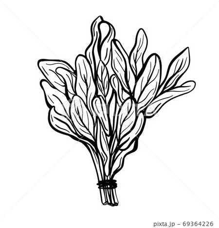 サルビアのイラスト素材 Pixta