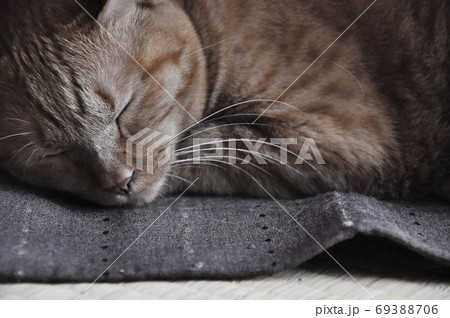 猫 ネコ かっこいい カーテンの写真素材