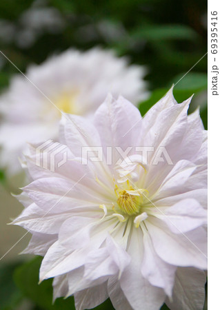 八重クレマチス テッセンの写真素材